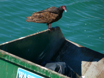 Turkey vulture sitting on edge of garbage dumpster